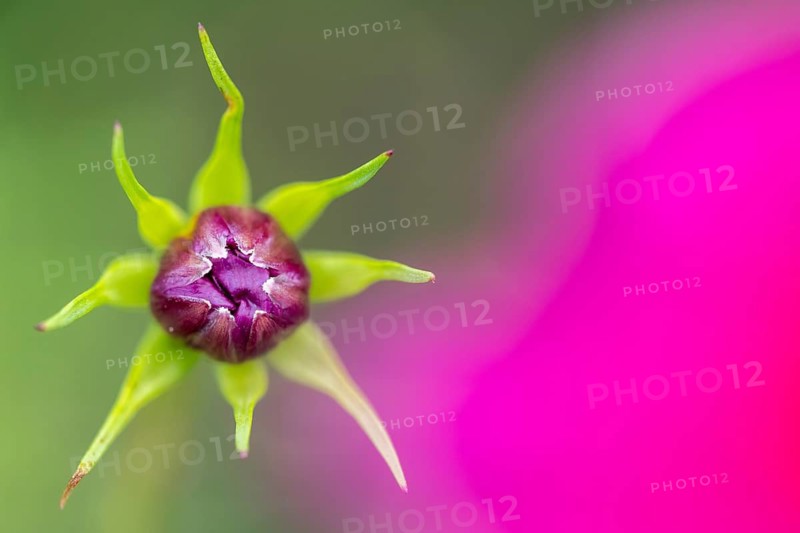 Cosmea (Cosmos bipinnatus), Stapelfeld, Cloppenburg, Lower Saxony, Germany