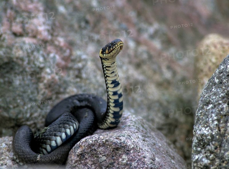 Grass Snake, Natrix Natrix, Grass Snake, Critters, Reptilia, Reptiles, Ringed Snakes, Snakes, Water Snakes