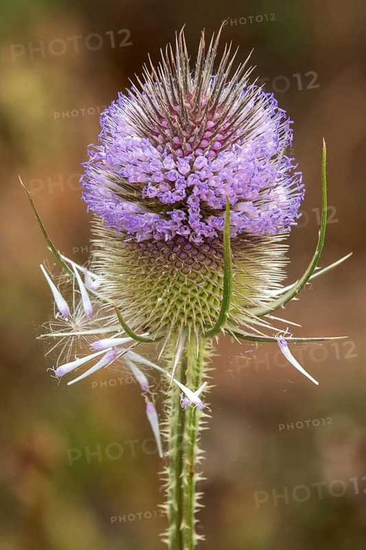 Wild teasel (Dipsacus fullonum), in flower, Baden-Württemberg, Germany