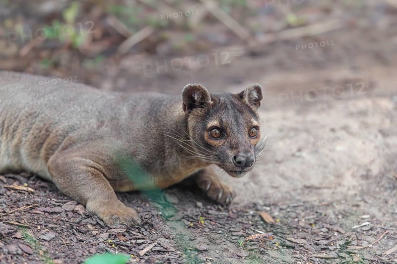 A fossa (Cryptoprocta ferox) rests on the forest floor of a dry forest. Forest habitats in Madagascar