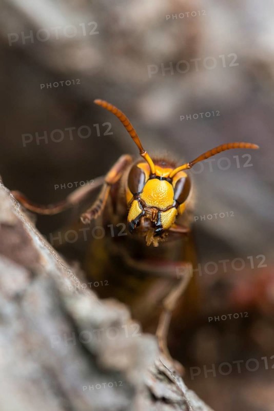 European hornet, hymenoptera, vespa crabro, wrinkle wasps, high size, portrait format, hornet, insects, insects