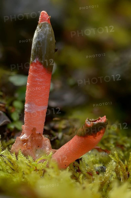 Corynites brevis, Corynites ravenelii, raspberry-red dog rod, mutinus brevis, mutinus ravenelii, red stinkhorn, fungi, fungus, high size, vertical format, mushrooms