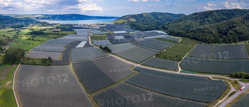 Fruit growing on Lake Constance. Apple orchards with protective nets against hail. Drone photo. Bodman-Ludwigshafen, Baden-Württemberg, Germany