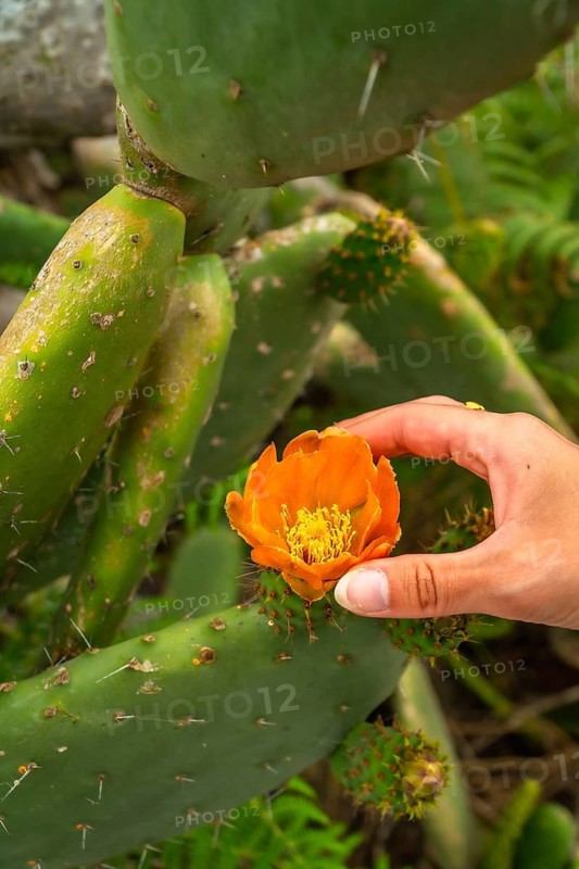 Traveler hand gently touching a vibrant orange prickly pear cactus flower, showcasing nature's beauty and a connection with the unique flora of volcanic landscapes on a summer vacation
