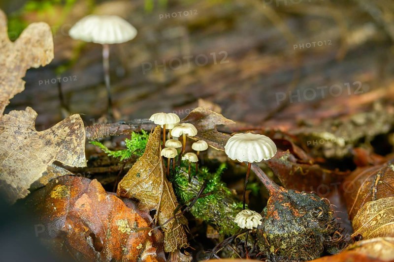 Collared Swindle, Marasmius Rotula, Collared Parachute, Fungus, Horse Hair Fungus, Little Wheel, Mushrooms, Pinwheel Marasmius, Pinwheel Mushroom