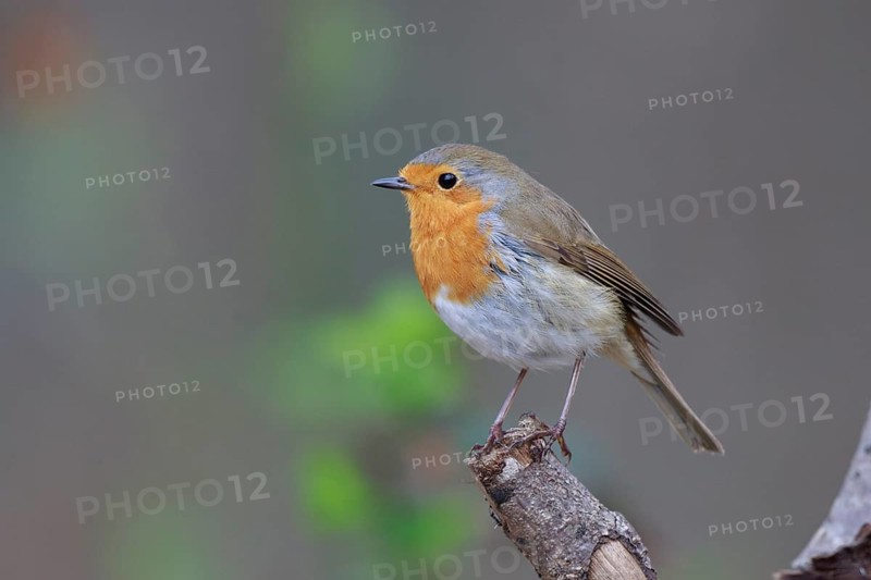 European Robin (Erithacus rubecula), North Rhine-Westphalia, Germany