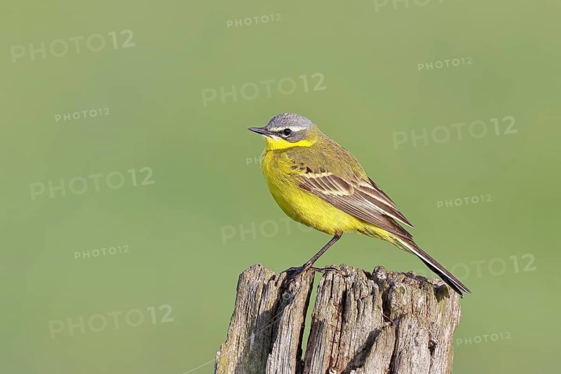 Yellow Wagtail (Motacilla flava) perched on a pasture fence post, Dümmer, Lake Dümmer, Ochsenmoor, Hüde, Lower Saxony