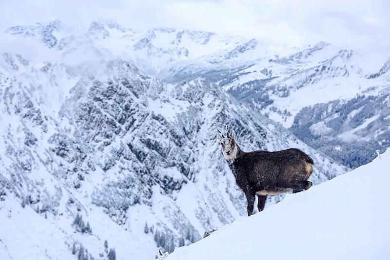 Animals, mammals, chamois, chamois in a winter landscape, (Rupicapra rupucapra), Alps, Italy, Alps, Italy