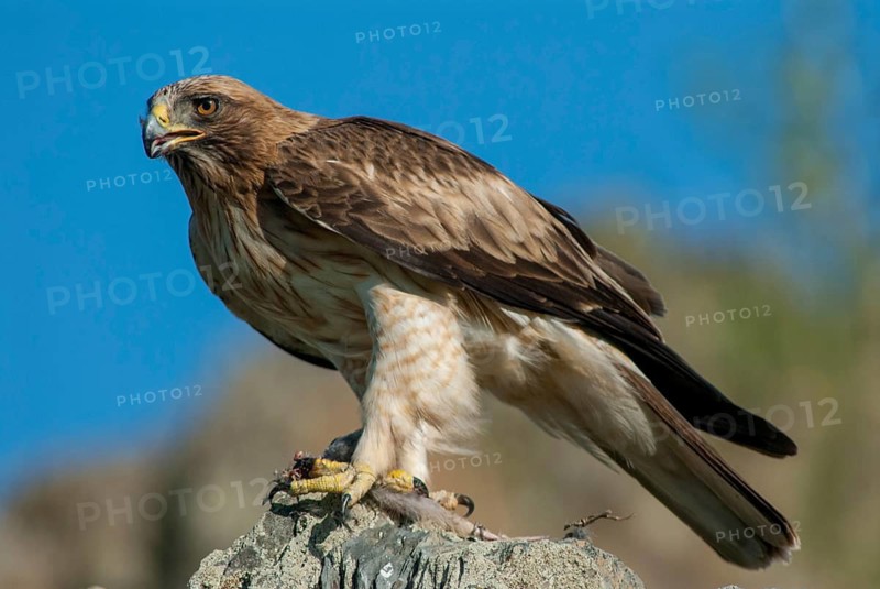Accipitriformes, Booted Eagle, Hieraaetus Pennatus, Dwarf Eagle, Birds, Eagles, Extremadura, Raptors, Raptors, Spain, Birds