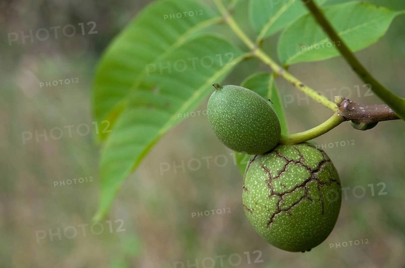 Real walnut, English walnut, Juglandaceae, Juglans regia, Madeira walnut, Persian walnut, walnut tree, walnut tree, trees, common walnut, flora, plants, plants, tree