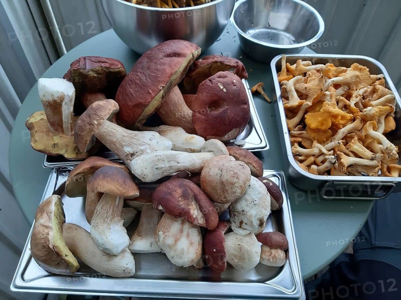 Various species of harvested mushrooms, porcini (Boletus edulis) and chanterelles (Cantharellus cibarius), arranged on trays and platters, Tyresta National Park, Vendelsö, Stockholm, Sweden