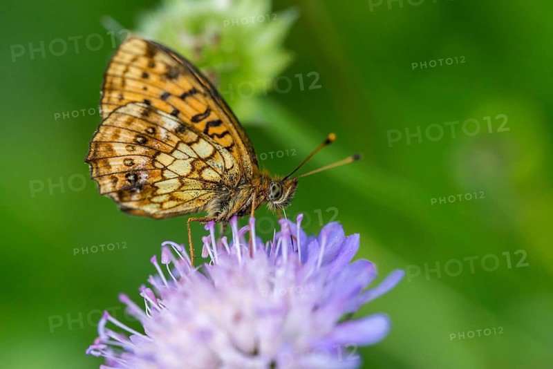 Brenthis Ino, Lesser Marbled Fritillary, Meadowsweet Pearl Butterfly, Purple Silver Butterfly, Insects, Butterfly, Butterfly, Butterflies