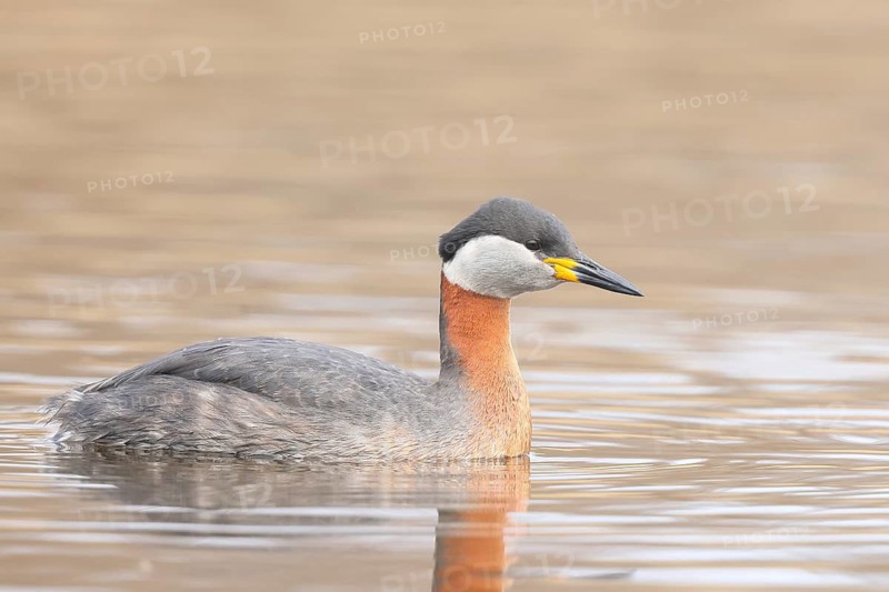 Red-necked Grebe (Podiceps grisegena) grebe, shallow water zone, wildlife, nature photography, Baltic Sea, Baltic Sea island of Fehmarn, East Holstein, Schleswig-Holstein, Germany