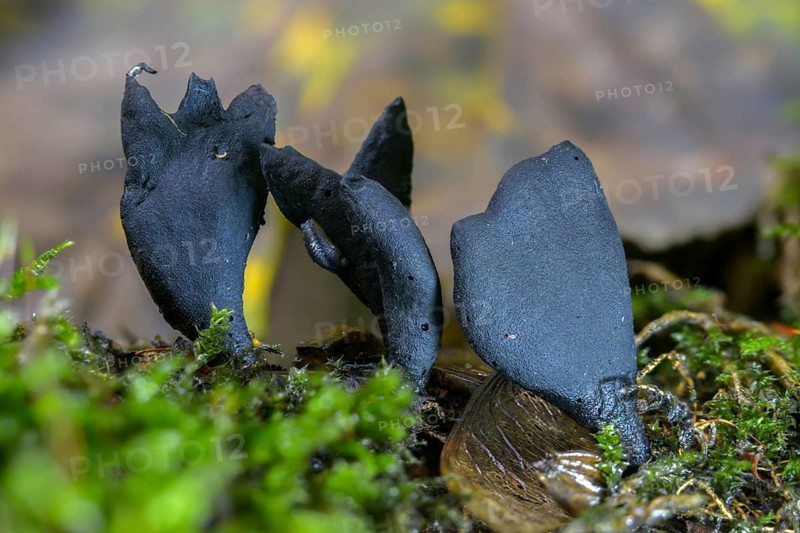 Black finger mushroom, dead man's finger, wooden club, variable wooden club, multi-shaped wooden club, xylaria clavata, xylaria polymorpha, fungi, fungus, mushrooms