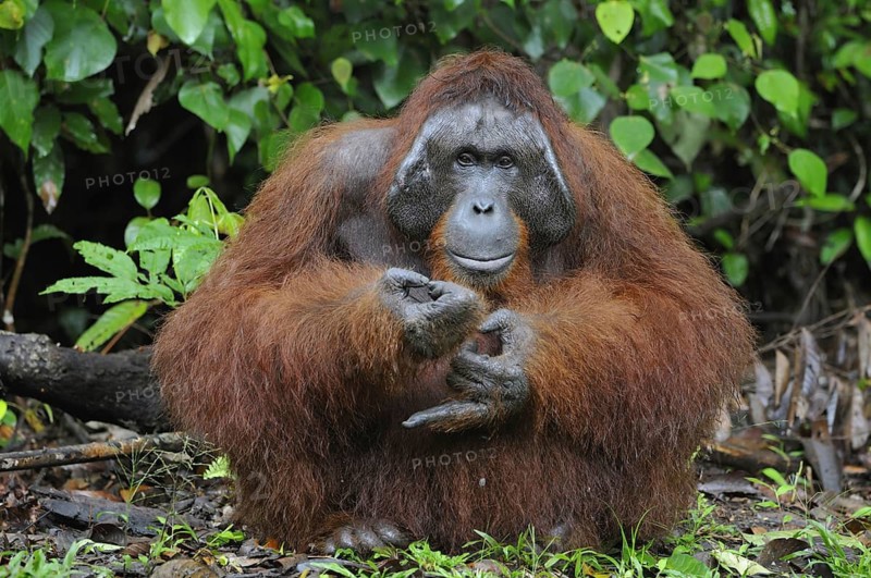Animal, animals, mammal, mammals, monkey, monkeys, primates, orangutan, male, orangutan, Borneo, Indonesia, Asia, (Pongo pygmaeus), Tanjung Puting National Park, national park
