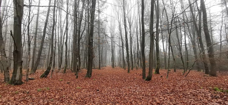 A foggy autumn forest covered with bare trees and brown foliage, Rennsteig, Frankenwald nature park Park