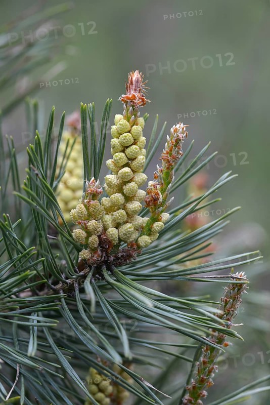 Baltic pine, forche, common pine, pine family, pinaceae, pinus sylvestris, red pine, scotch pine, scots pine, forest pine, white pine, tree, flower, trees, flora, high size, vertical format, pine, male, plants, plants, tree