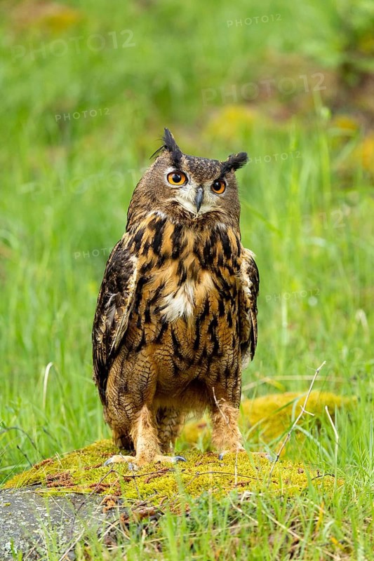 An eagle owl perched on a mossy hill, surrounded by tall grass, watching intently, eagle owl (Bubo bubo), adult, on a rock, alert, in spring, Šumava Forest, Czech Republic