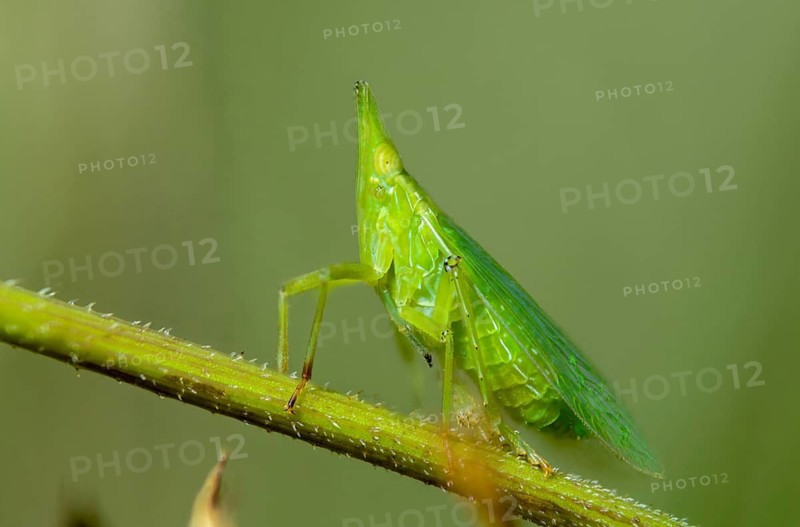 Dictyophara europaea, European lantern fly, European lantern bearer, lantern bearer, insects, cicada