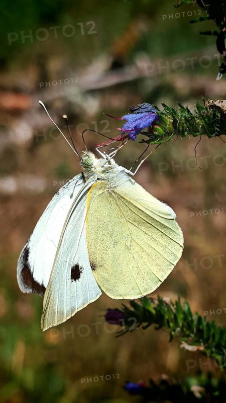 Yellow butterfly, white butterfly (Pieridae) on a pink flower in its natural habitat, close-up, Rennsteig, Thuringian Slate Mountains nature park Park, Upper Saale