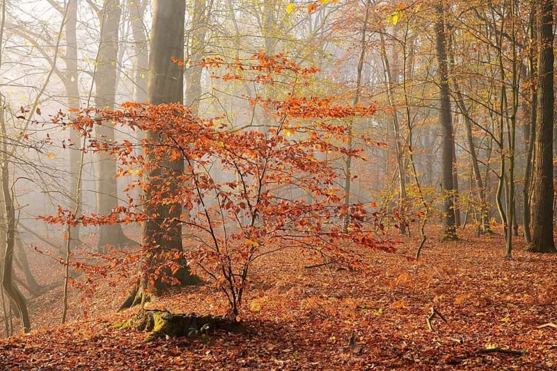 European beech trees (Fagus sylvatica) in a forest in autumn, North Rhine-Westphalia, Germany