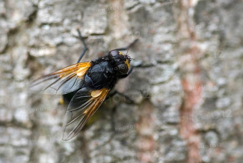 Real flies, Mesembrina meridiana, muscidae, cattle fly, diptera, insects, noon fly, noonday fly, two-winged bird