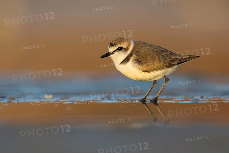 Kentish Plover (Charadrius alexandrinus) on beach, Fuerteventura, Spain