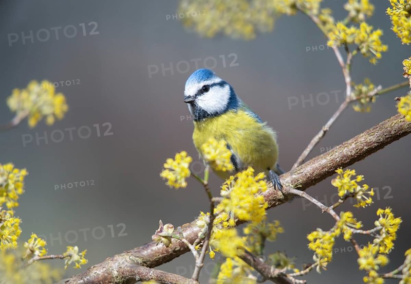 Blue tit, parus caeruleus, birds, spring, tits, passeri, songbirds, songbirds, jump, tits, birds