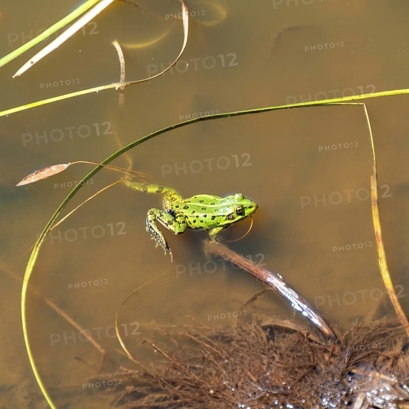 Small spotted green frog swims in a garden pond