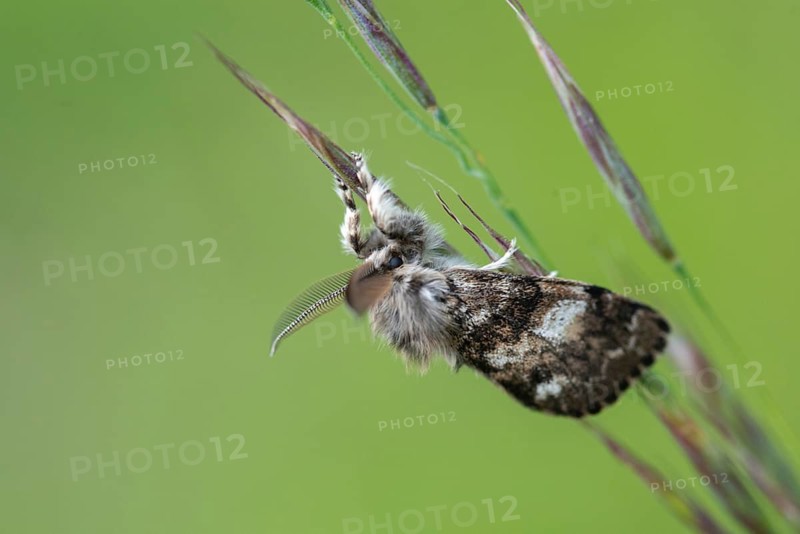 Owl butterfly, gynaephora selenitica, lunar tussock, moonspot brush binder, moonspot brush spinner, butterfly, insects, moths, moths, moths, butterfly