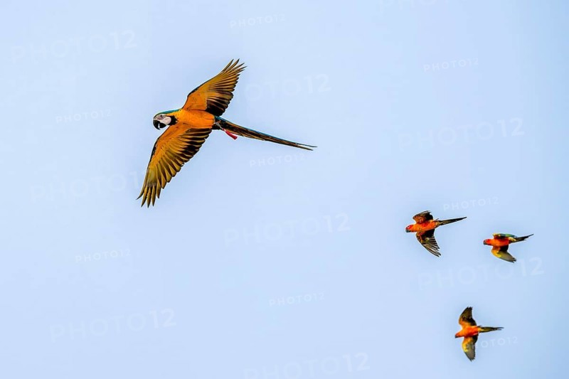 Yellow-breasted Macaws (Ara ararauna) and Sun Conures (Aratinga solstitialis), Jomtien, Thailand