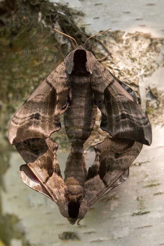 Evening peacock, eyed hawk moth, smerinthus ocellata, smerinthus ocellatus, sphingidae, butterfly, high size, portrait format, insects, copula, moths, moths, moths, mating, butterfly, swarmer
