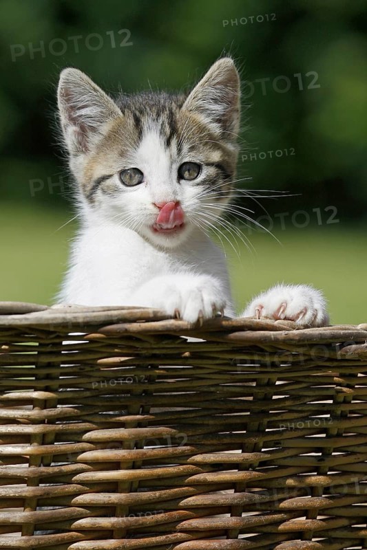 Domestic cat, Germany, white-brown kitten licks its lips and looks out of a basket with curiosity