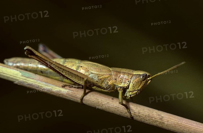 Acrididae, Caelifera, Chrysochraon dispar, field locusts, gomphocerinae, grasshoppers, big goldscares, short-feeler, large gold grasshoppers, grasshoppers, insects, insects, leo