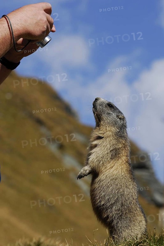 Groundhog, Hohe Tauern, Austria, 09\ 2007