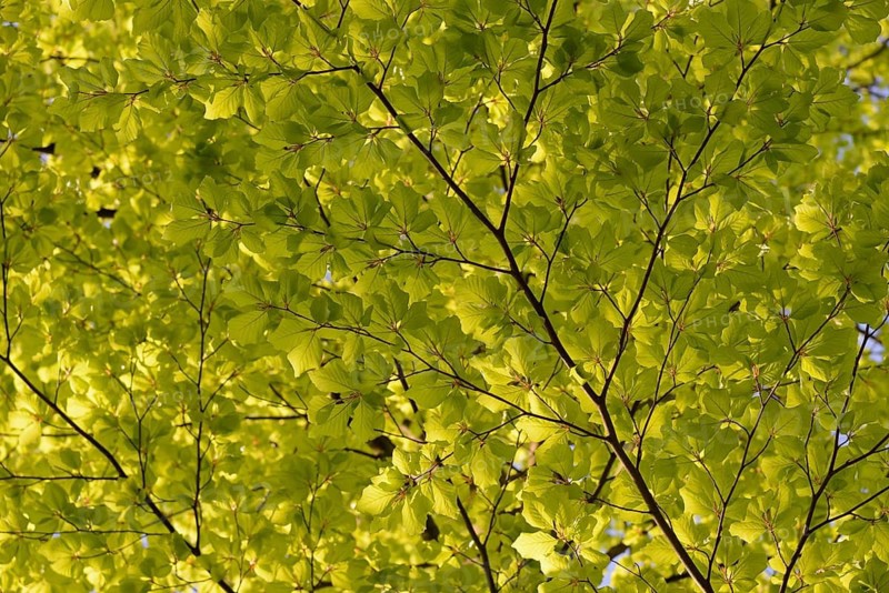 European beech (Fagus sylvatica), twigs with fresh leaves, new growth, North Rhine-Westphalia, Germany