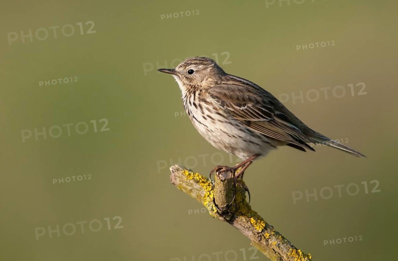 Anthus pratensis, meadow pipit, meadow pieper, birds, passeri, songbirds, birds