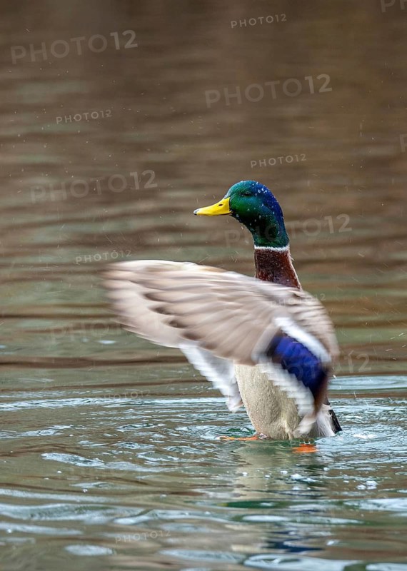 Anas platyrhynchos, mallard, mallard, anatidae, birds, ducks, ducks, ducks, drakes, male, birds, waterbirds, waterbirds