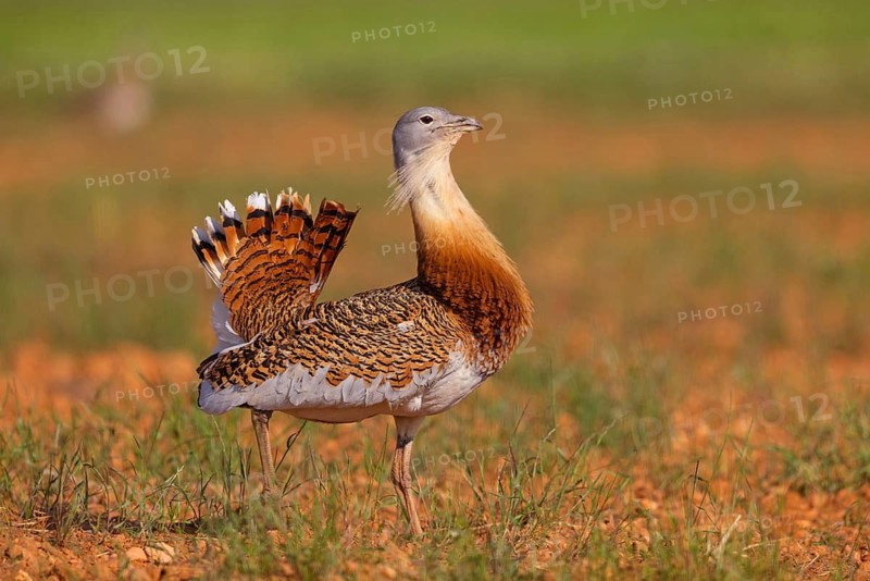 Great bustard (Otis tarda), Outarde barbue, Avutarda Común, Spain, Toledo, Hides De Calera / Great Bustard, Calera Y Chozas, Castilla La Mancha / Toledo, Spain