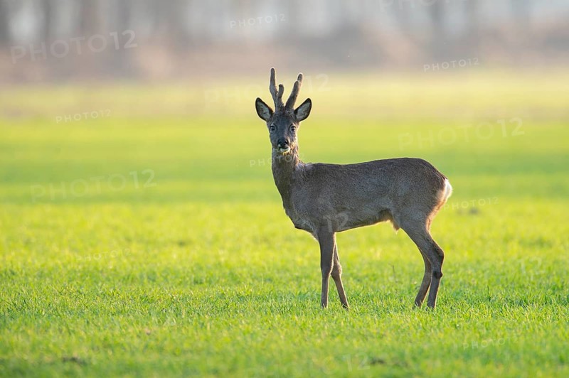 Roe deer (Capreolus capreolus) in Bast, Vechta, Lower Saxony, Germany
