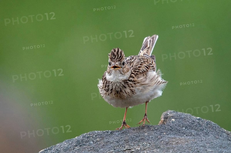 2010, Alauda Arvensis, Brandenburg, skylark, Germany, Nabu, national natural heritage, natural paradise Grünhaus, Skylark, post-mining landscape, birds, song, green house, passeri, singing, songbirds, birds
