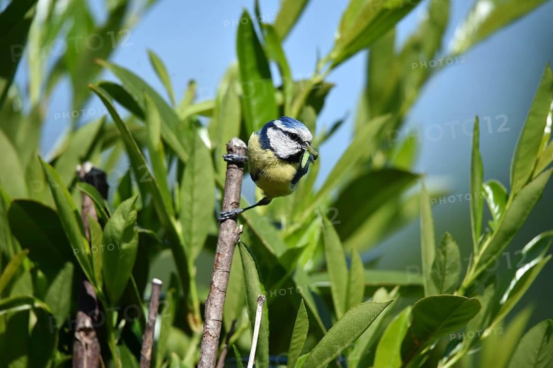 Little bird on a branch surrounded by green leaves under a blue sky, blue tit Cyanistes caeruleus) with caterpillar in its beak