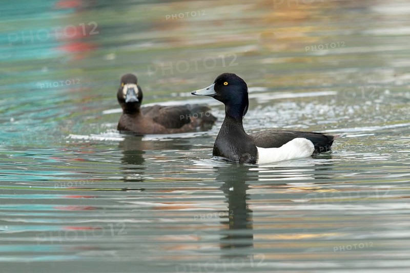 Aythya fuligula, heron duck, tufted duck, anatidae, birds, ducks, ducks, duckbirds, female, male, male, birds, waterbirds, waterbirds, female