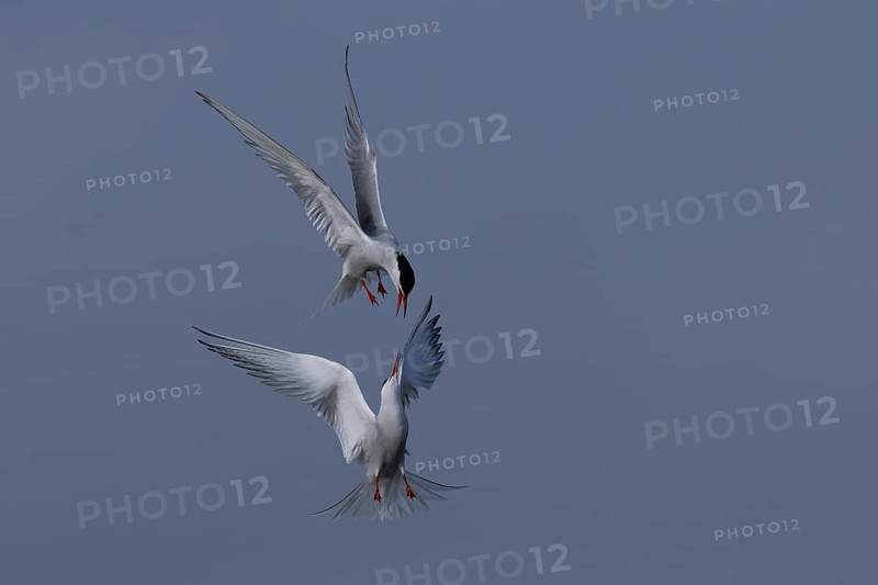 Common Tern (Sterna hirundo), Texel, Netherlands