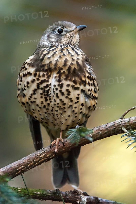 Mistletoe thrush, turdus viscivorus, birds, high size, portrait format, passeri, songbirds, songbirds, birds