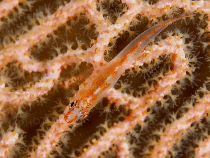 A small fish, the Mozambique ghost goby (Pleurosicya mossambica), is hiding on an orange gorgonian, Twin Reef dive site, Penyapangan, Bali, Indonesia