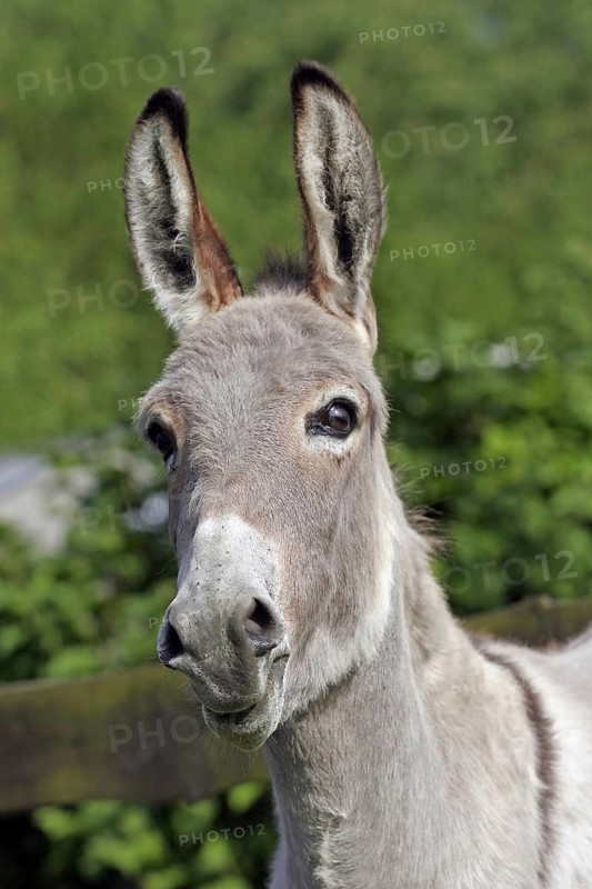 Pygmy donkey (Equus asinus asinus), Münster, North Rhine-Westphalia, Germany