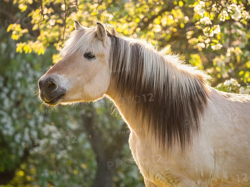 Fjord horse (Fjord pony, Norwegian), mare, portrait, evening light, in spring, blossoming trees in the background