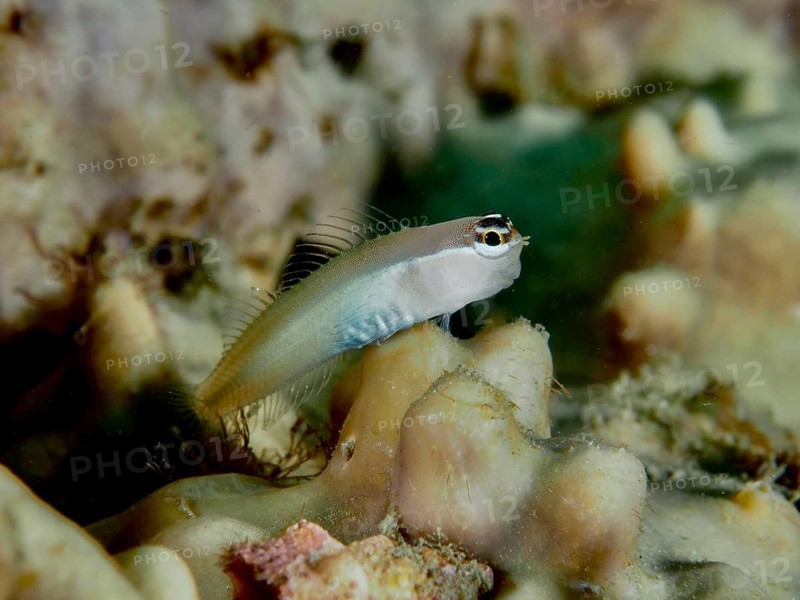 A small blenny, the Banda crested blenny (Ecsenius bandanus), is perched on a colourful coral structure at the Sweet Reef dive site, Penyapangan, Bali, Indonesia