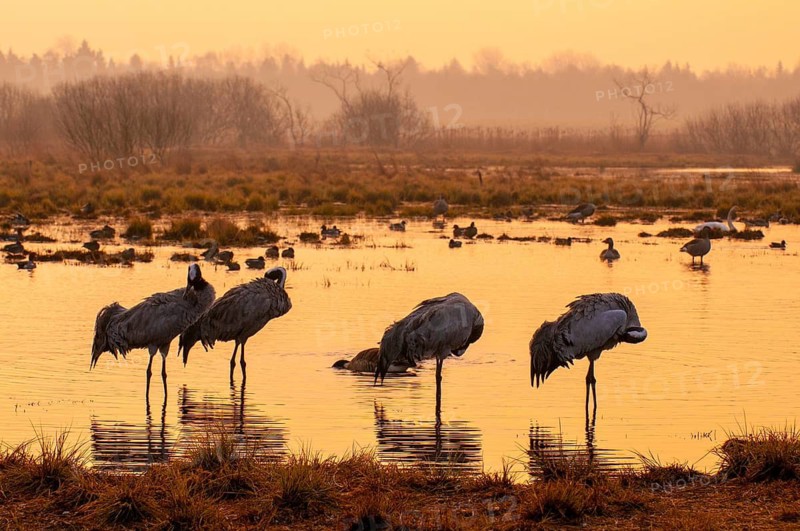 Crane (Grus grus), Fågelsjö, Gävleborg County, Sweden